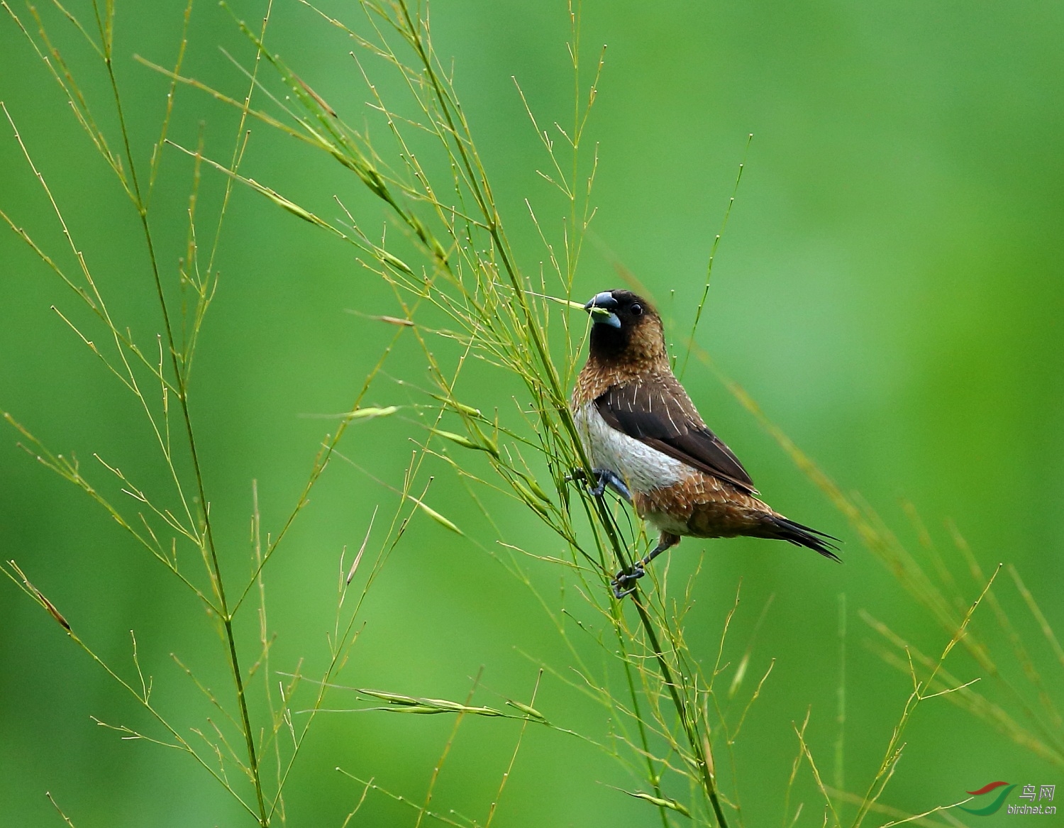 绿色河北献文才,凝聚精华老师来!