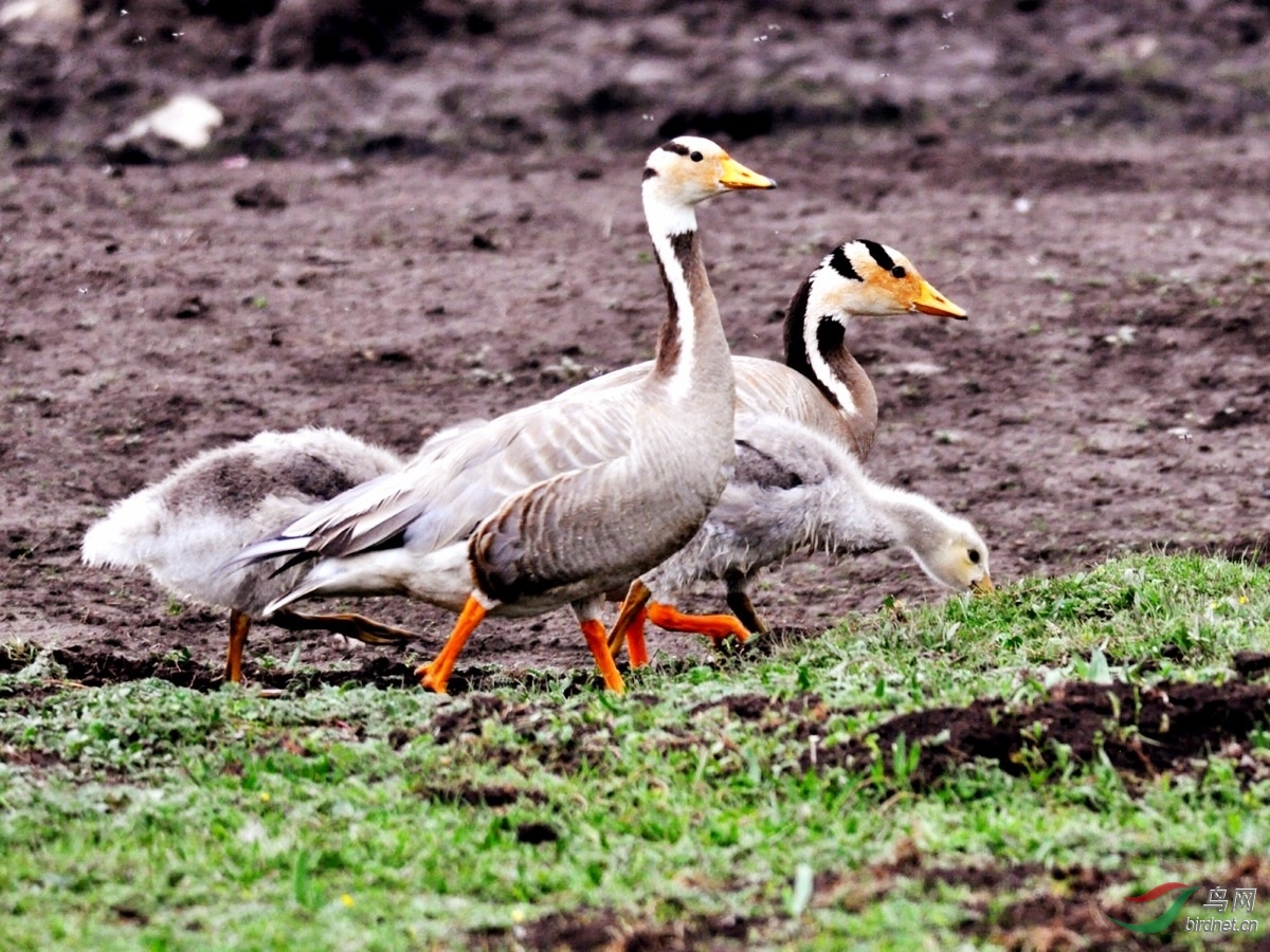 斑头雁与红雁 - 鸟网 - powered by discuz!