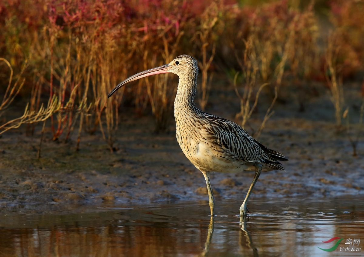 乐亭拍水鸟大杓鹬