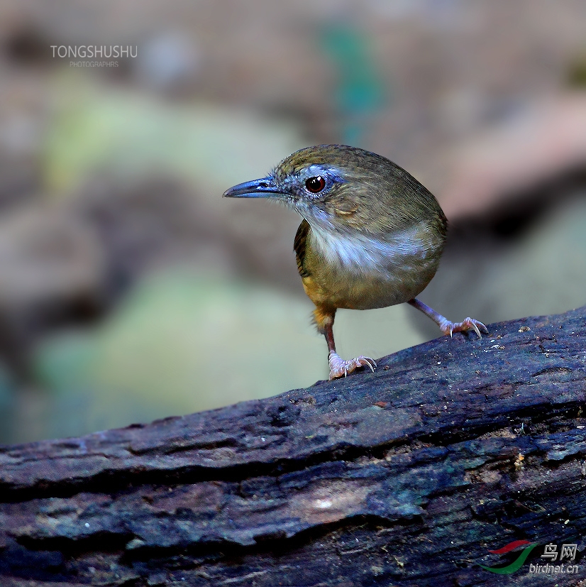林子里的白腹幽鶥