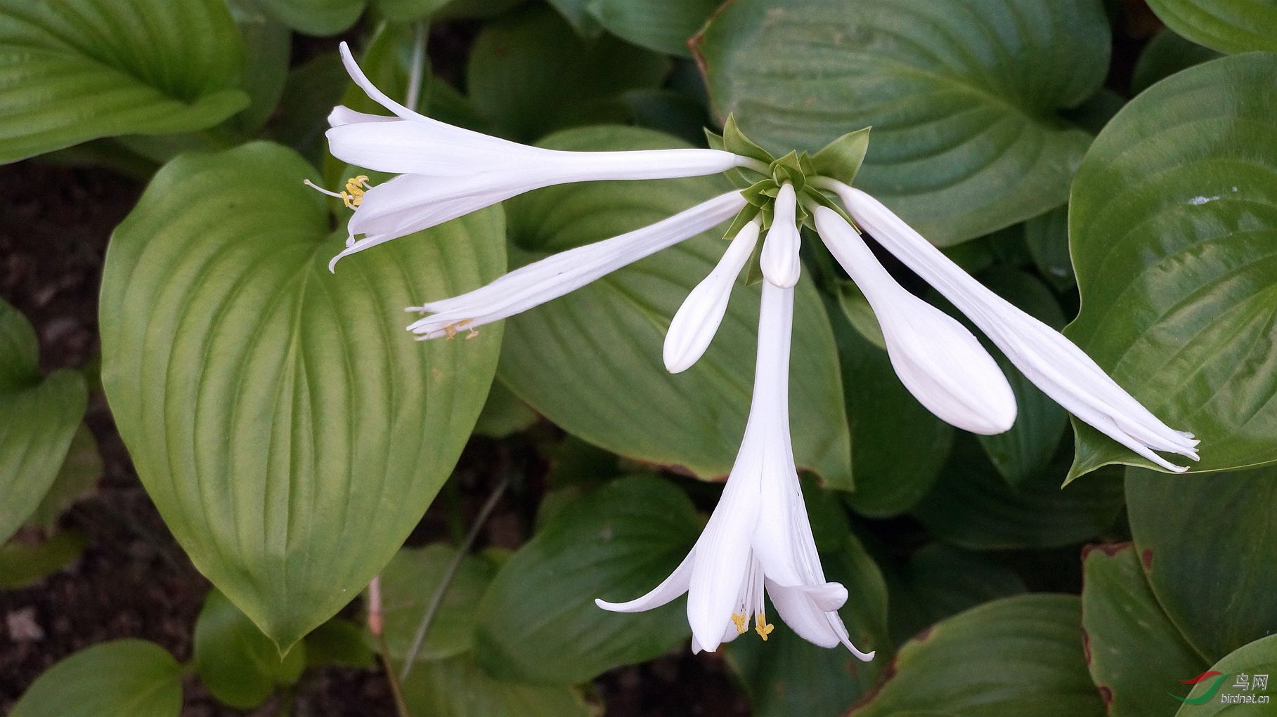 白玉簪花与牵牛花
