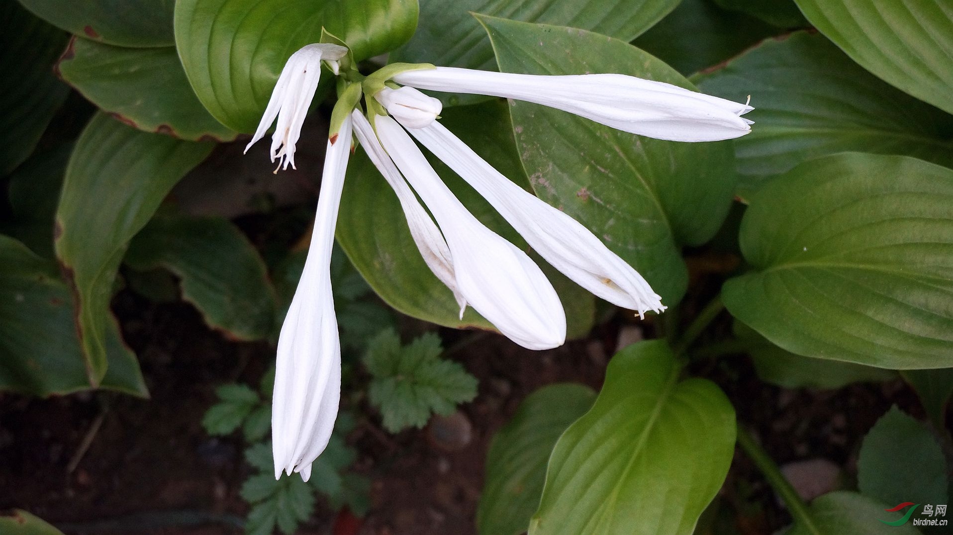 白玉簪花与牵牛花