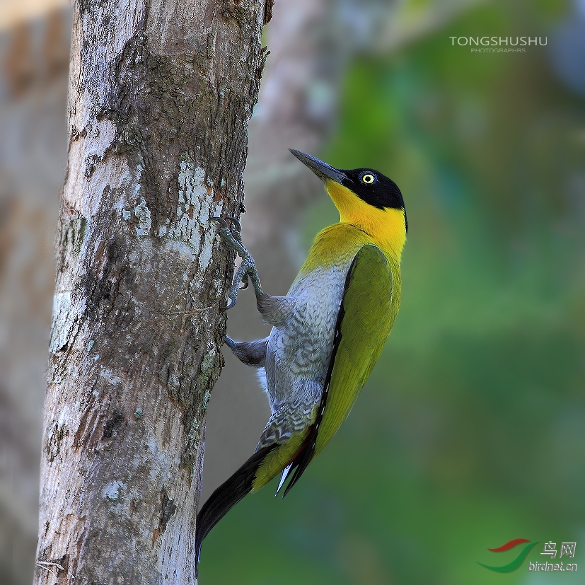 黑头绿啄木鸟