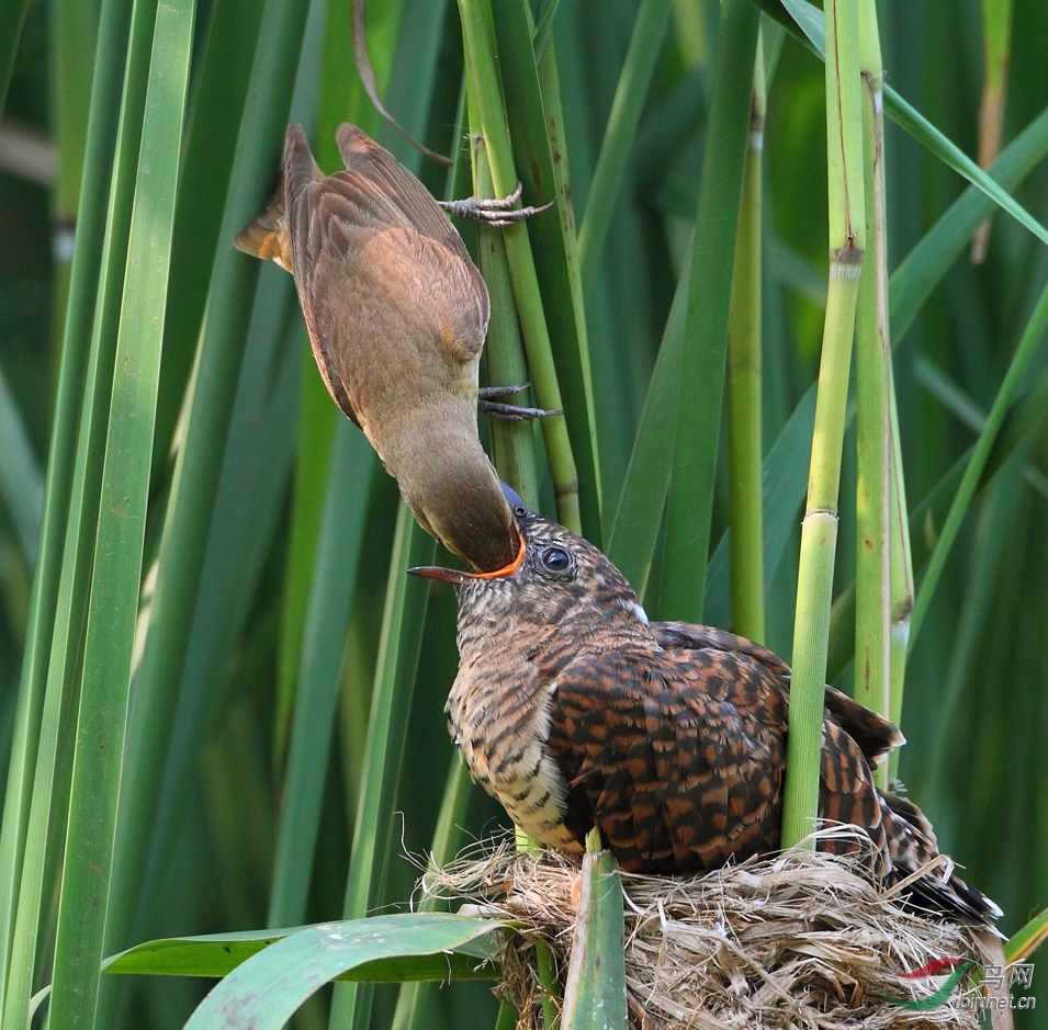 大苇莺喂杜鹃