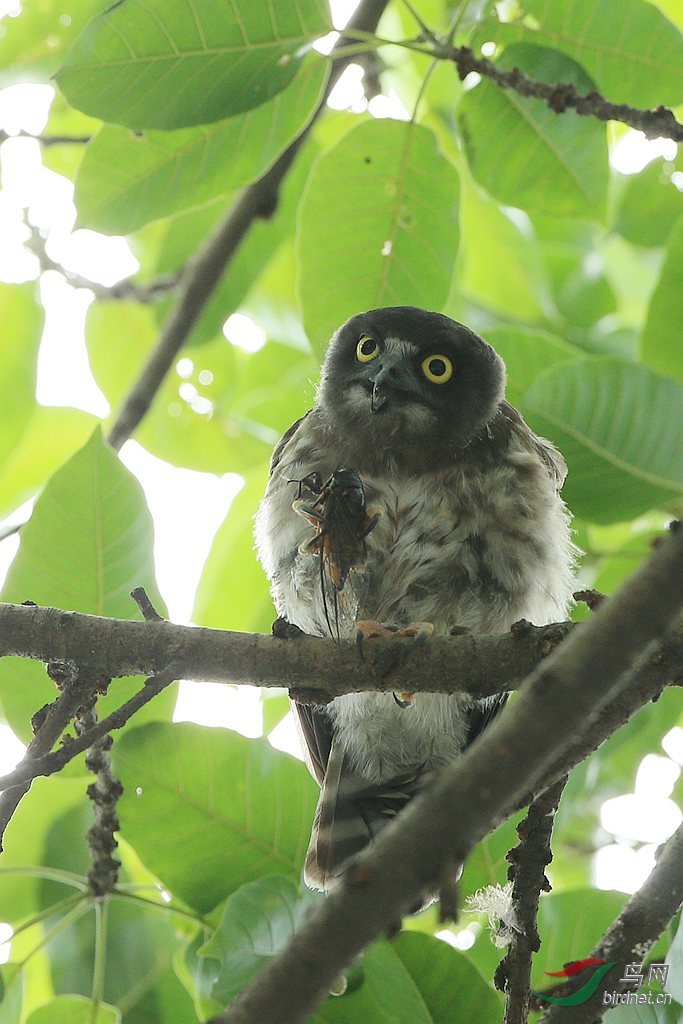 捕蝉高手鹰鴞萌态