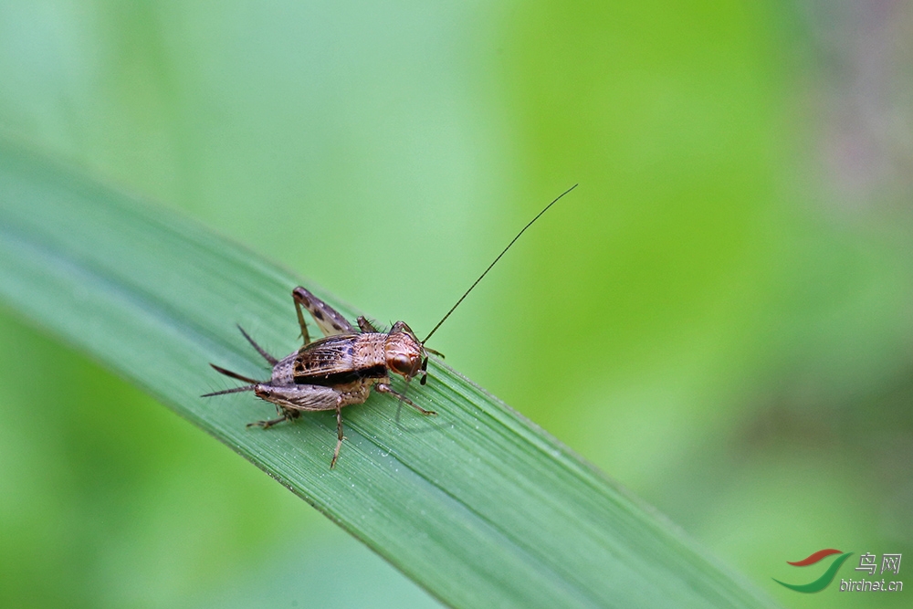 斑翅双针蟋-草铃 - 昆虫与微距鸟网