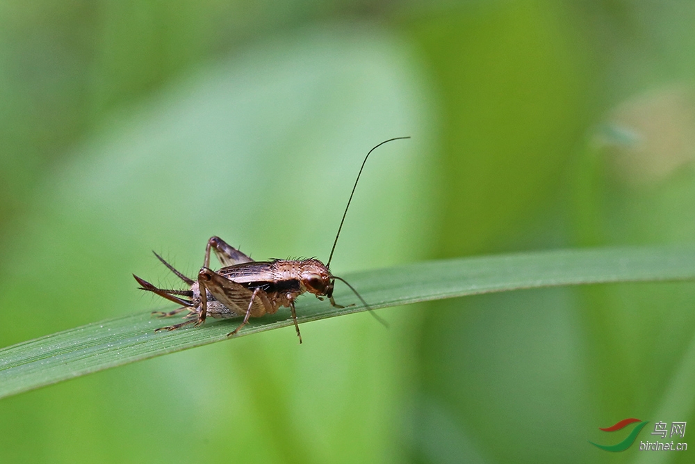 斑翅双针蟋-草铃 - 昆虫与微距鸟网