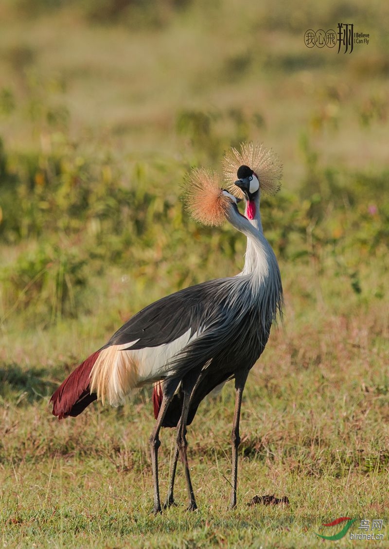 乌干达国鸟皇冠鹤