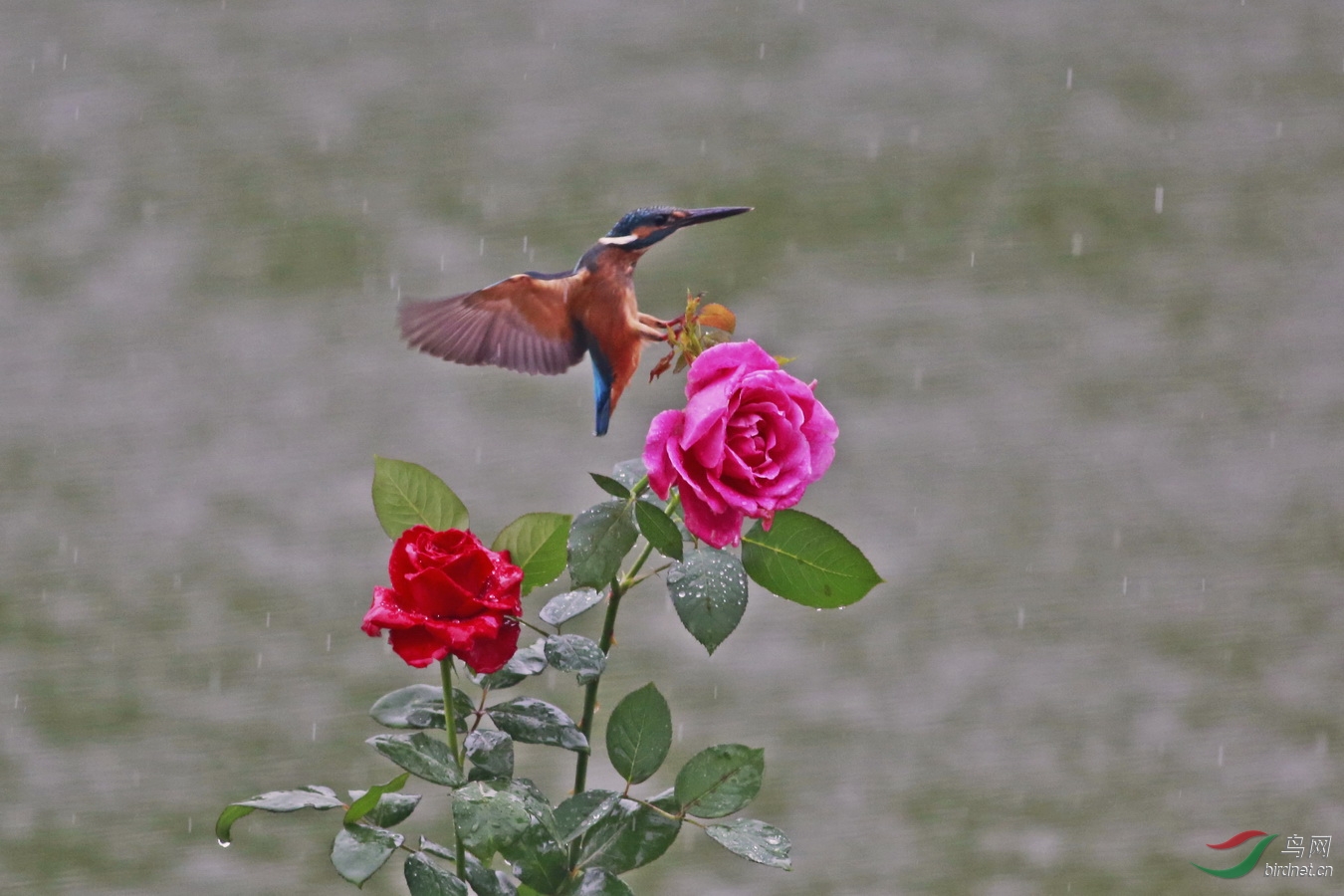 月季花上的小翠