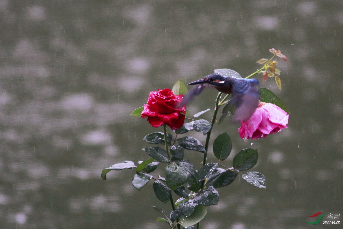 月季花上的小翠