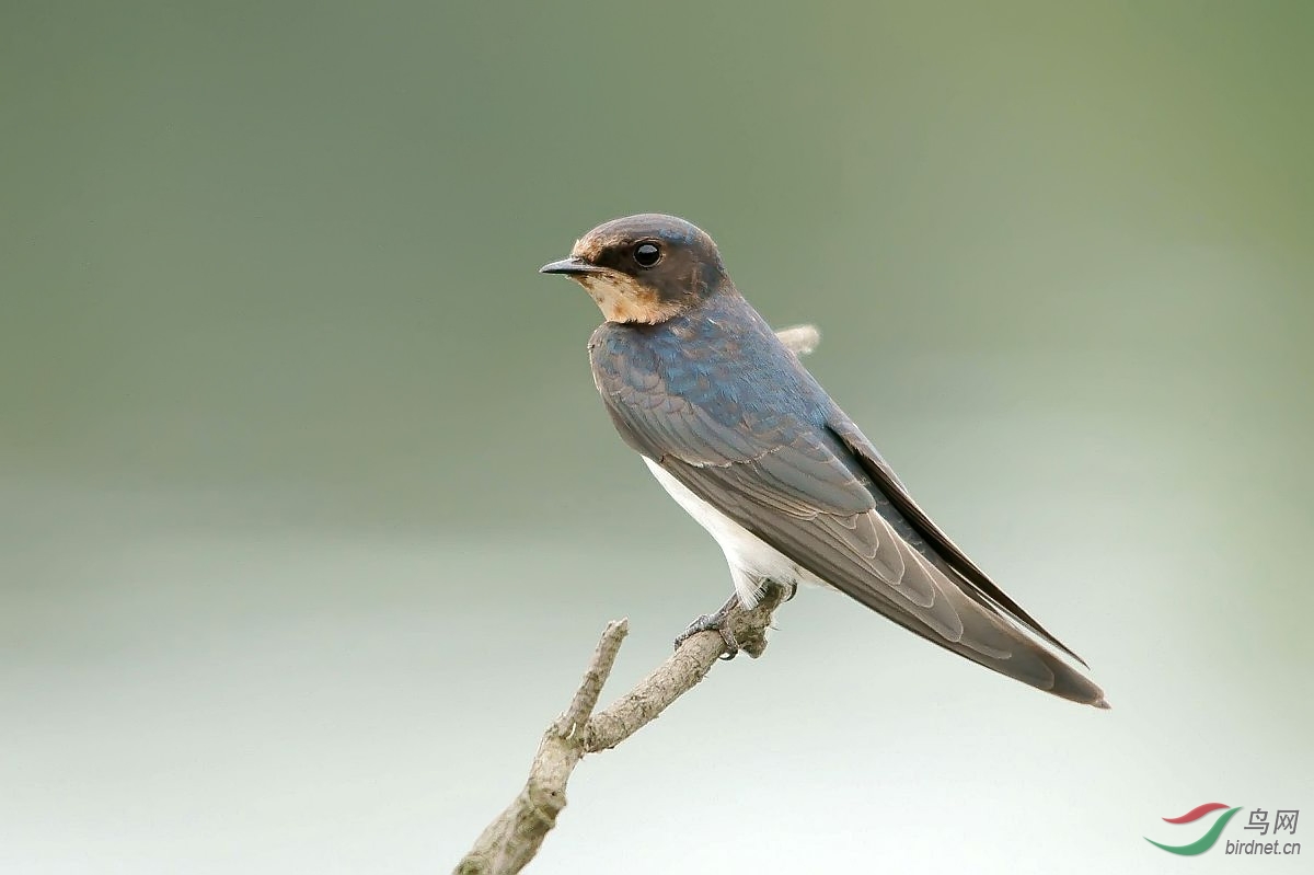 过境的家燕与金腰燕