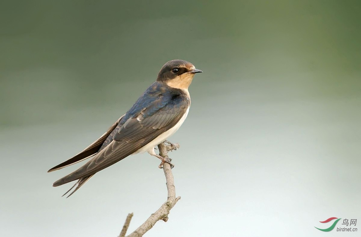 过境的家燕与金腰燕