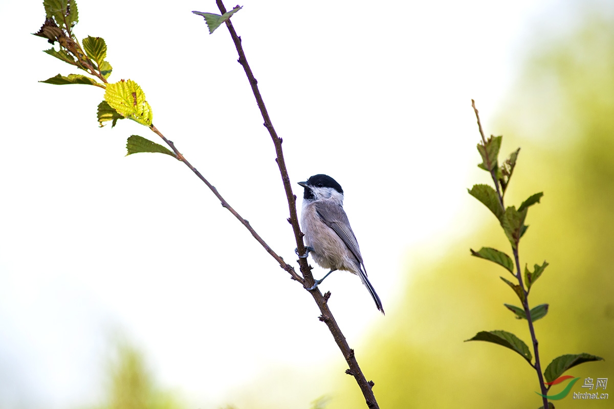 歪打正着拍红子