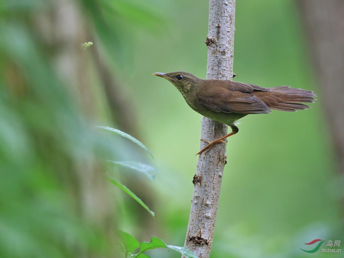 小洋口惊现毒鸟事件,请广大鸟友注意!