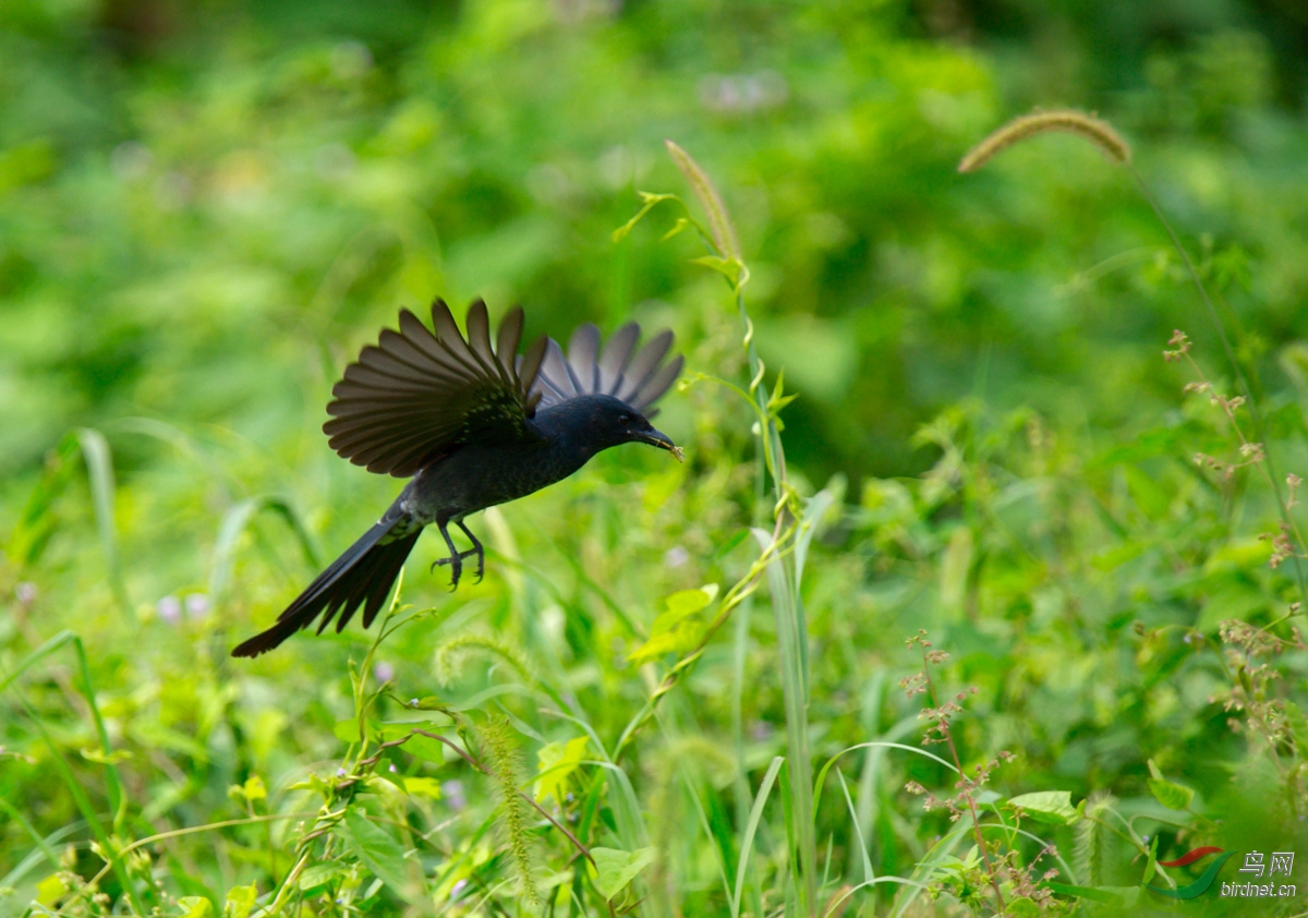 草丛中穿梭的黑卷尾