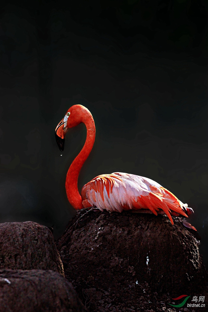 【火烈鸟】两张