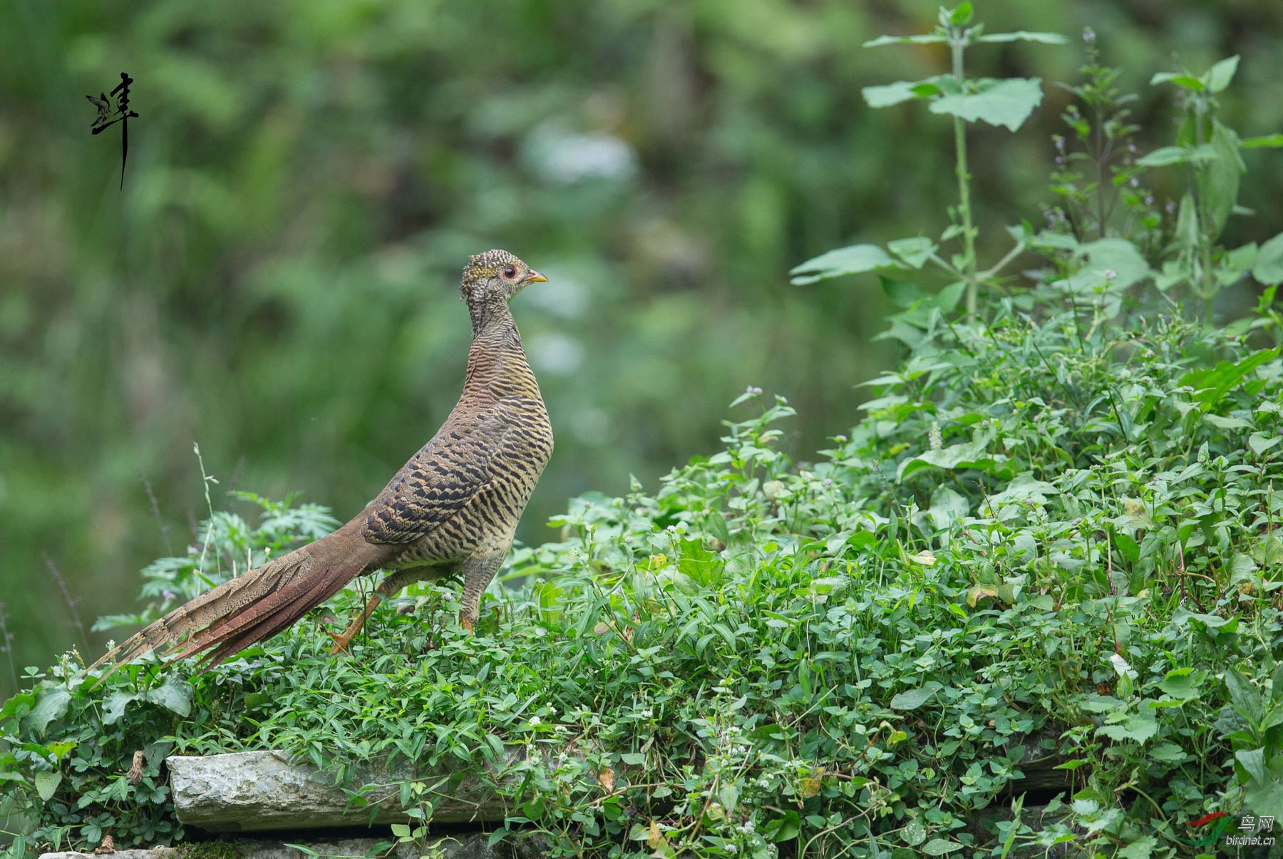 红腹锦鸡的新装