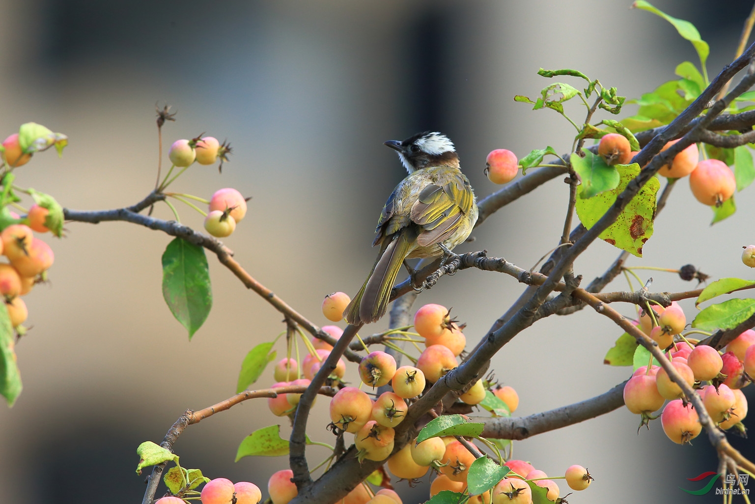 果树上的"白头鹎" - 林鸟版 forest birds 鸟网