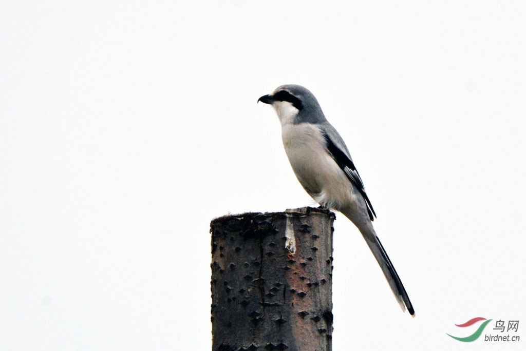 灰色长尾鸟图片