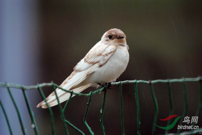 雪燕- 陕西版 shanxi 鸟网