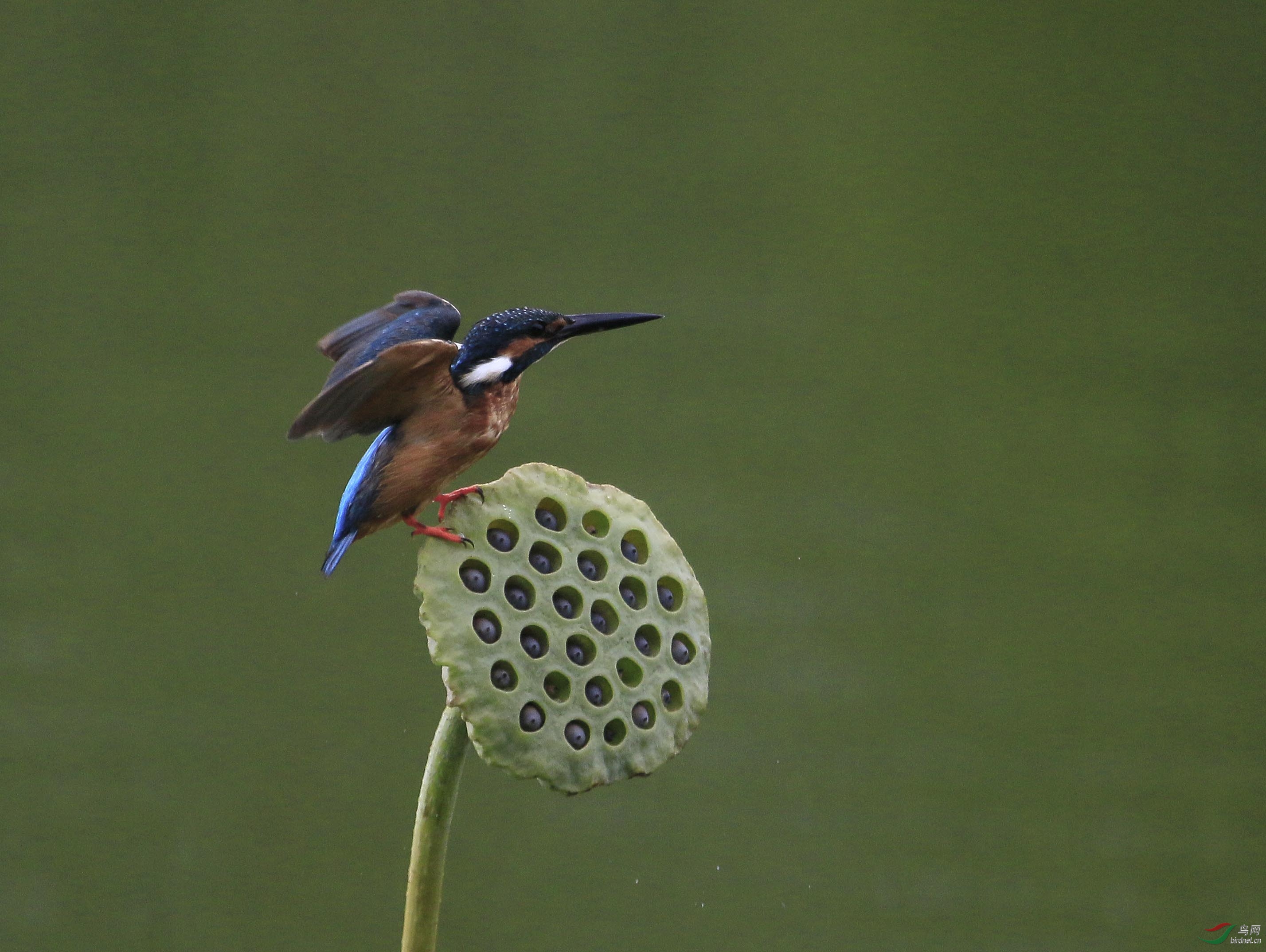 三门峡黄河湿地翠鸟01