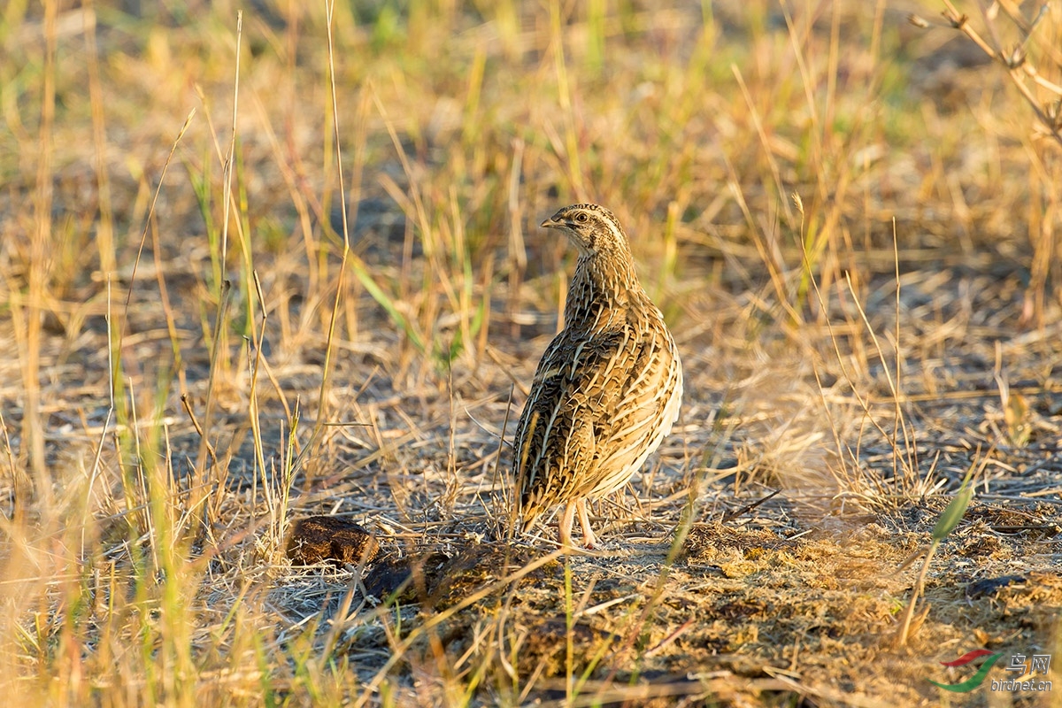 (西鹌鹑)西鹌鹑