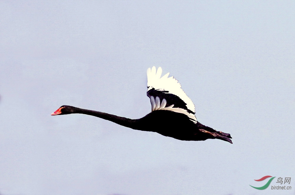 野生黑天鹅飞版
