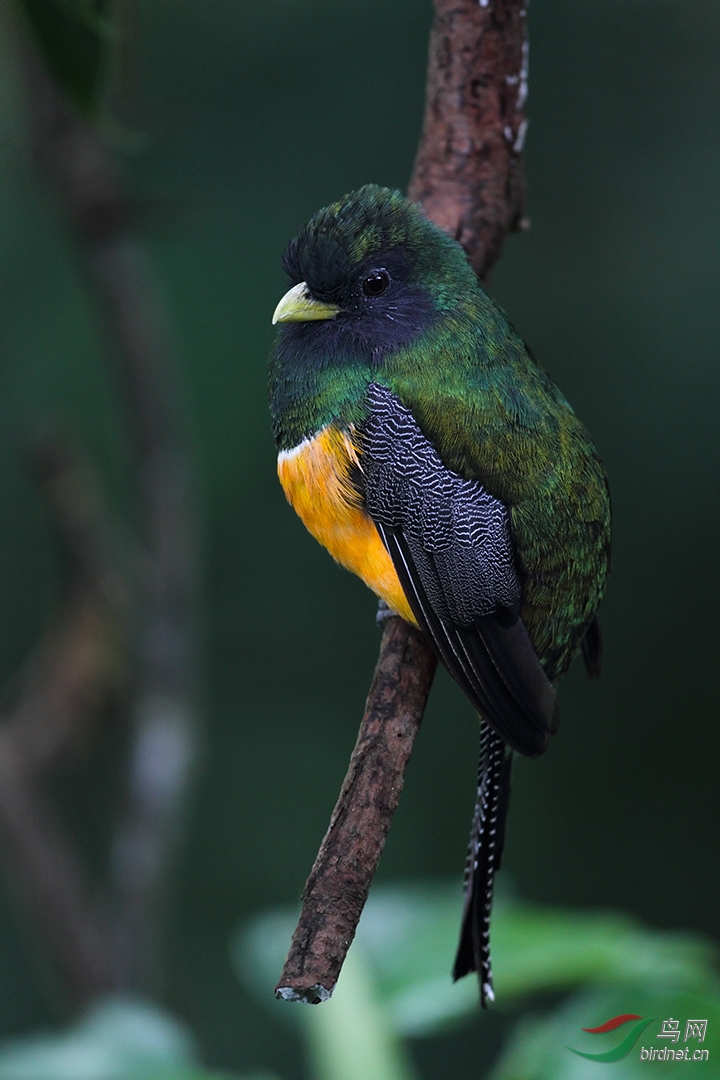 (白颈蜂鸟)哥斯达黎加的几个鸟点