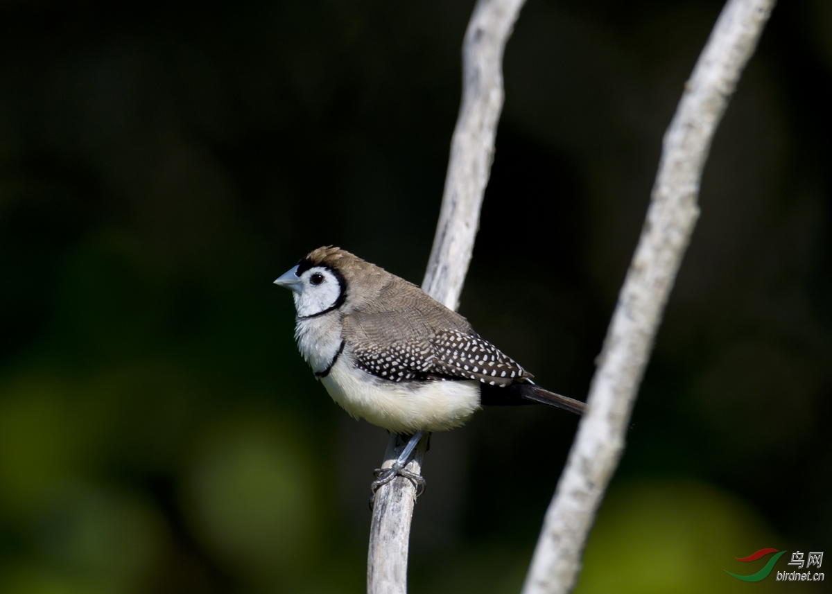 澳大利亚休闲房车自驾拍鸟行(149楼更新了澳洲交通"让路"规则)