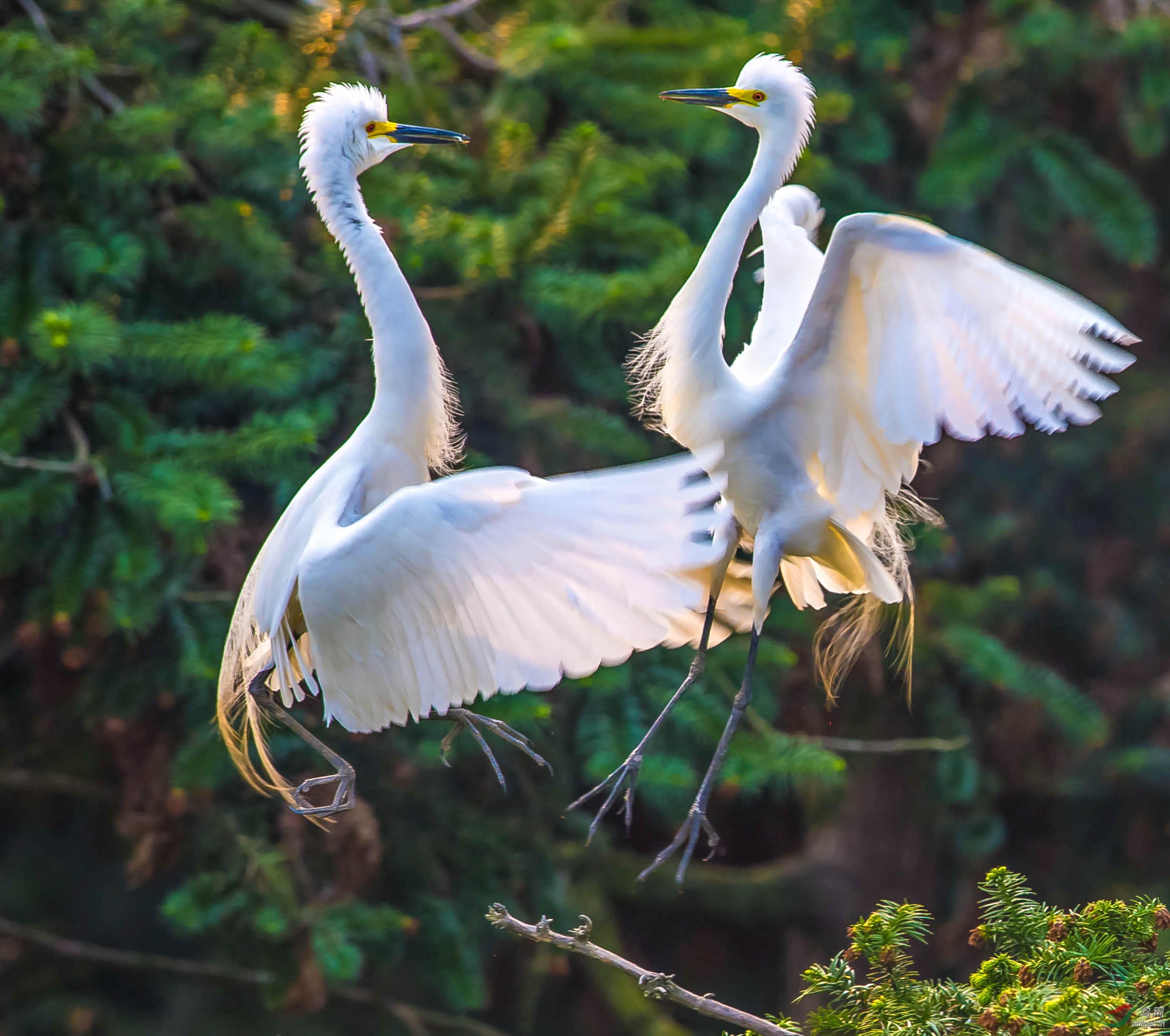 (中白鹭 )追逐打闹的白鹭