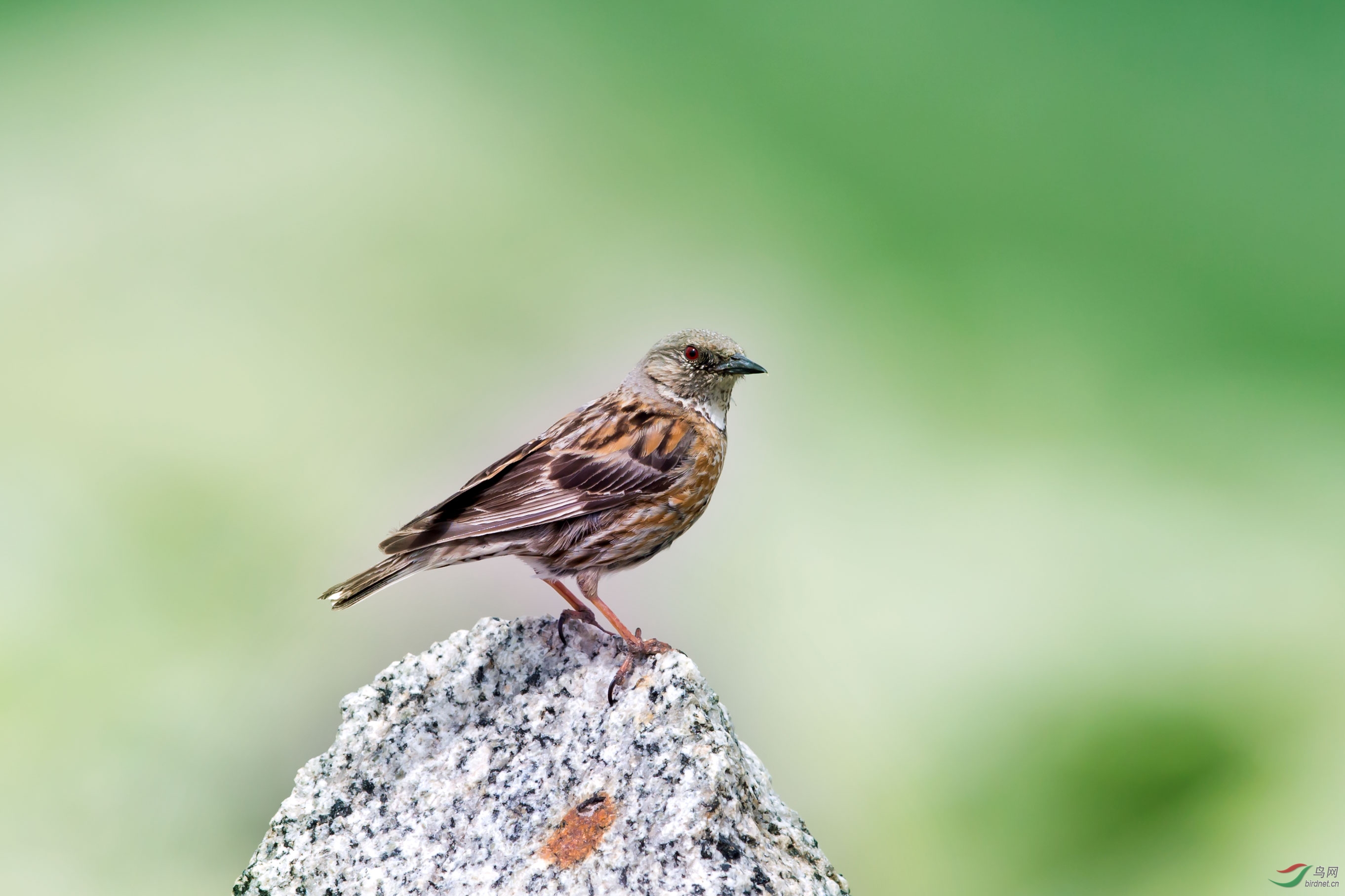 (高原岩鹨)高原岩鹨