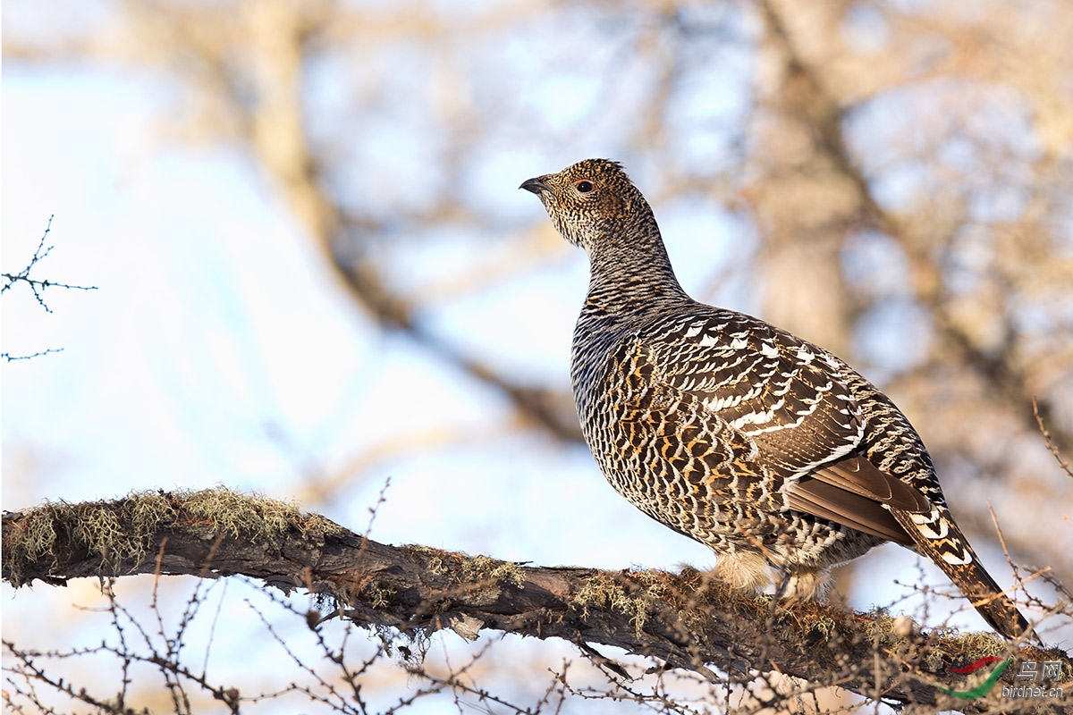 (黑嘴松鸡)黑嘴松鸡(恭贺p2获每日一图)