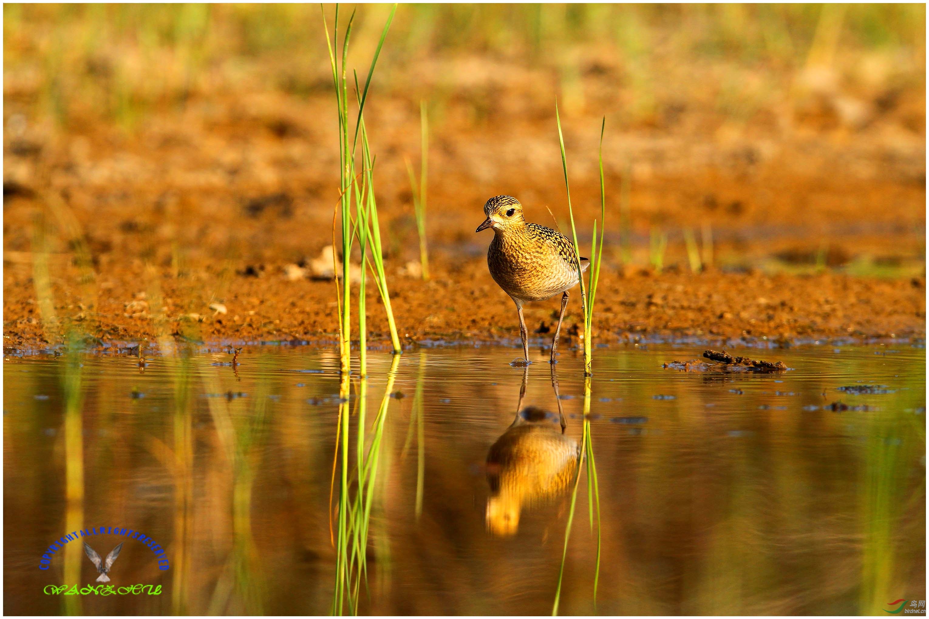 金鸻过境鸟想拍的抓紧去野鸭湖