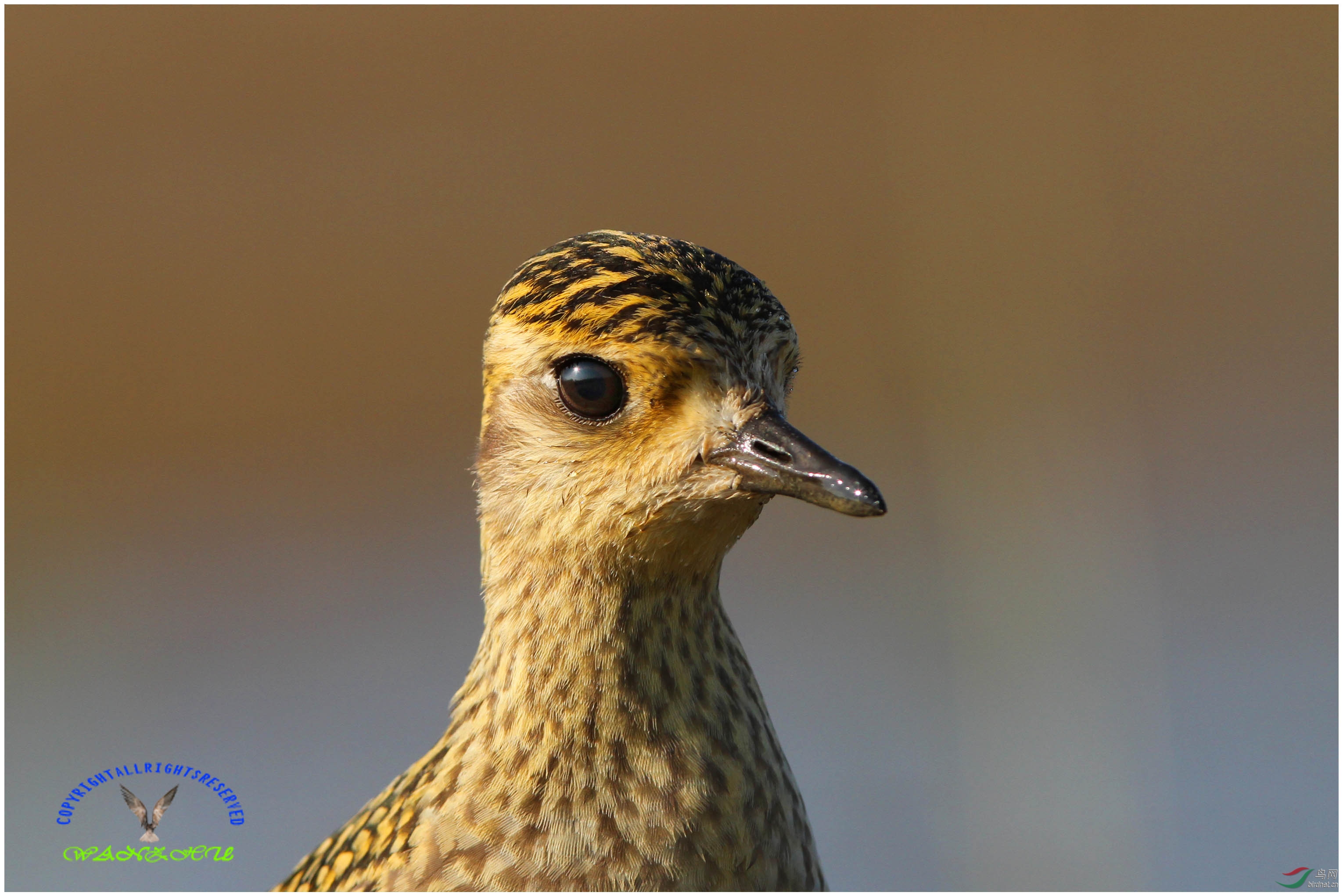 金鸻过境鸟想拍的抓紧去野鸭湖
