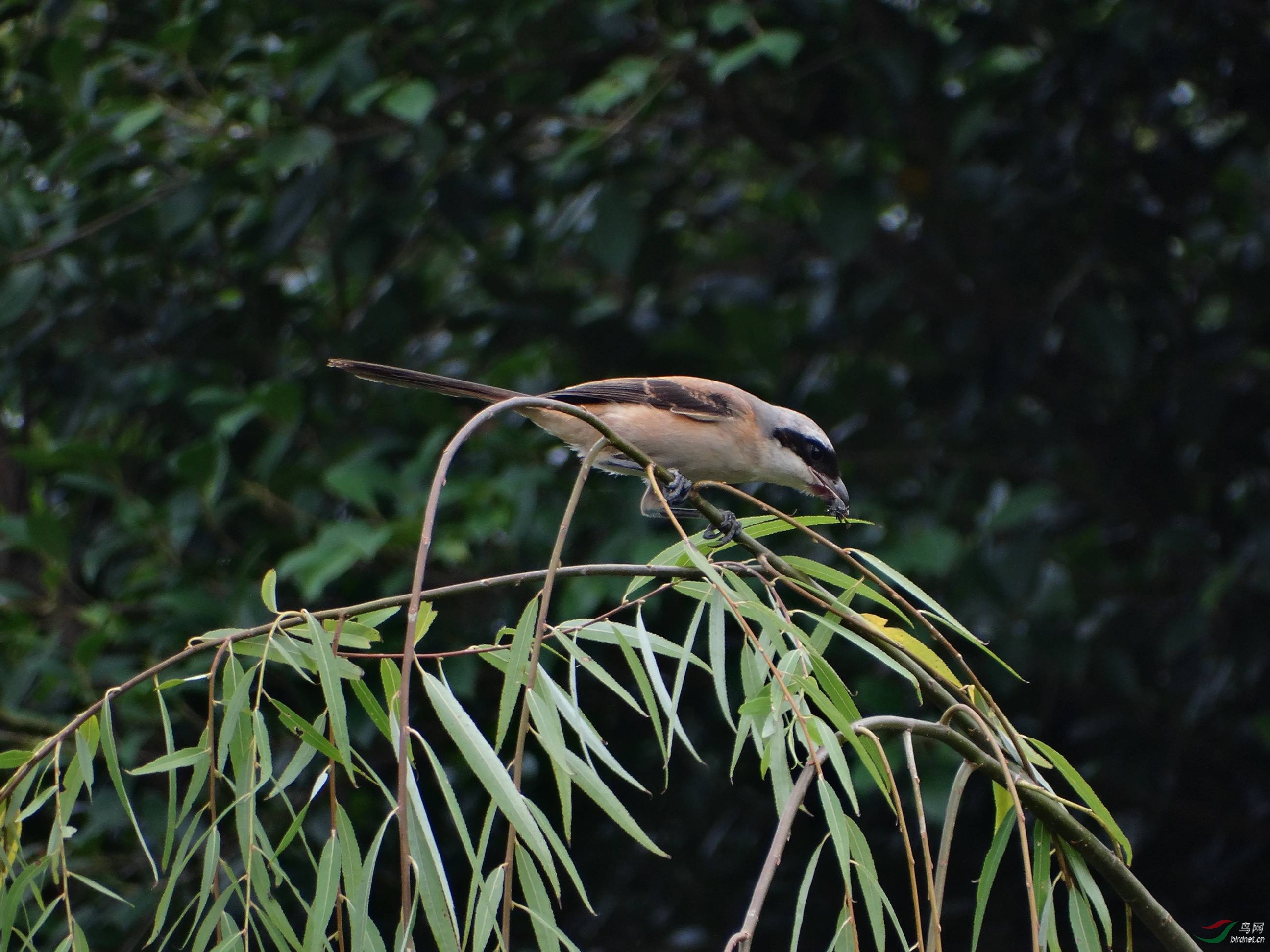 雀中猛禽---伯劳