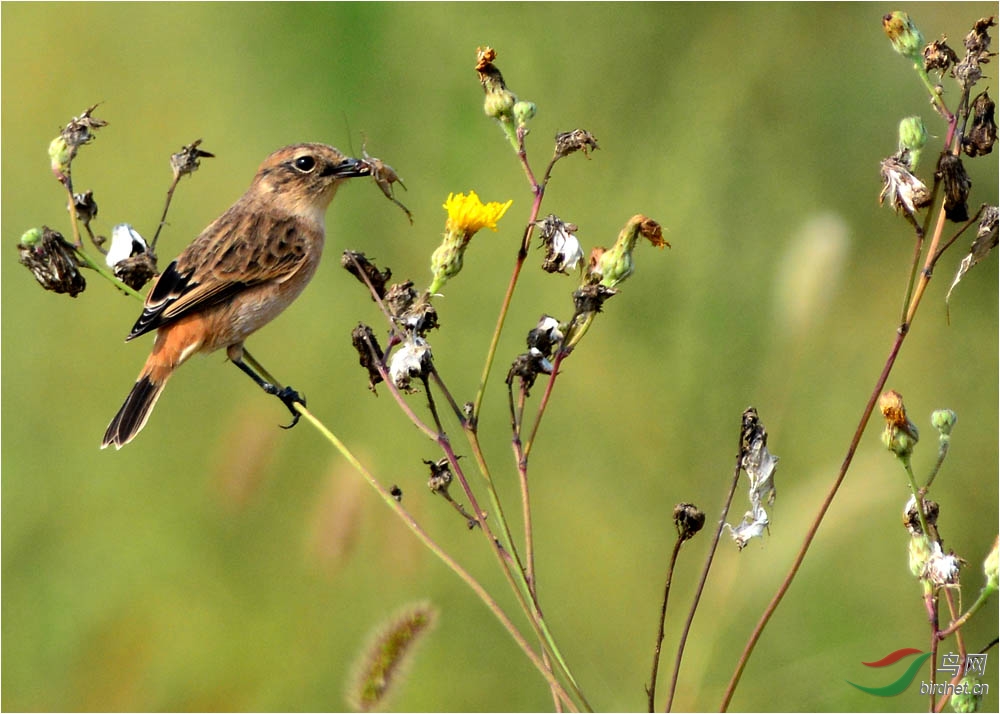 《龙口湿地:黑喉石鵖(bi)吃蟋蟀》