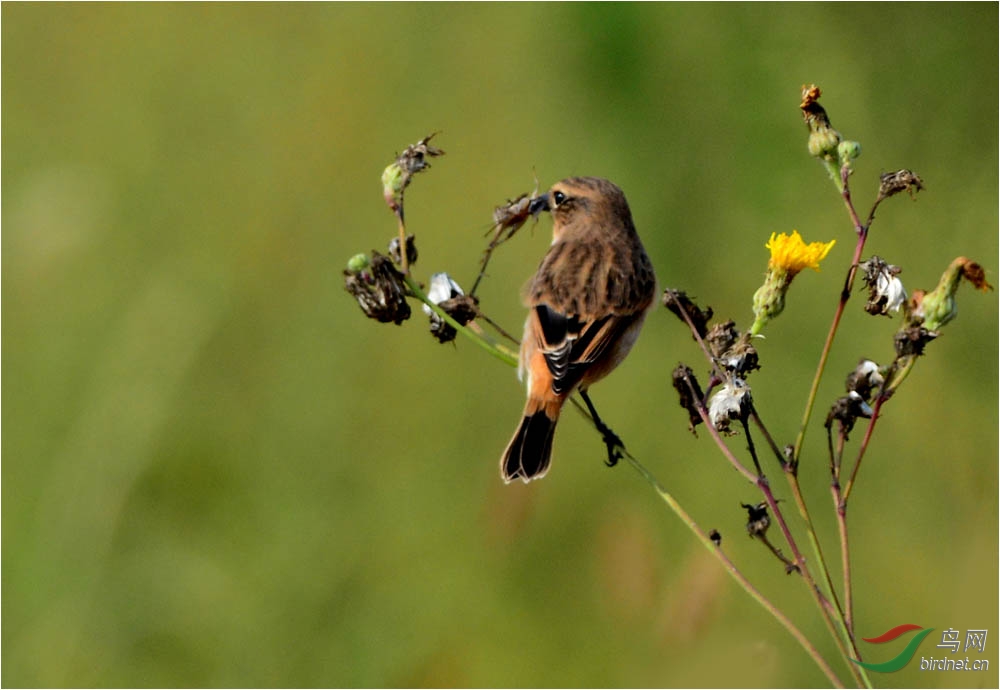 《龙口湿地:黑喉石鵖(bi)吃蟋蟀》