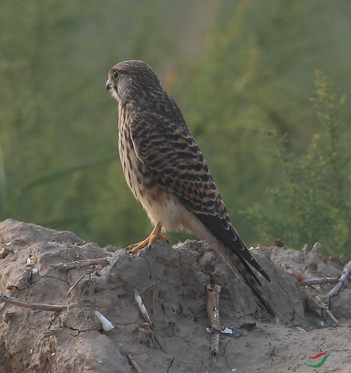 大港的黄爪隼(飞版)2014.9.20