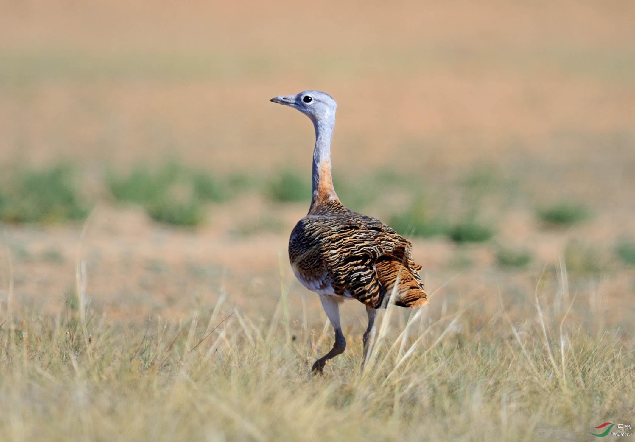 (大鸨)首拍大鸨(贺 - 图一获首页精华)
