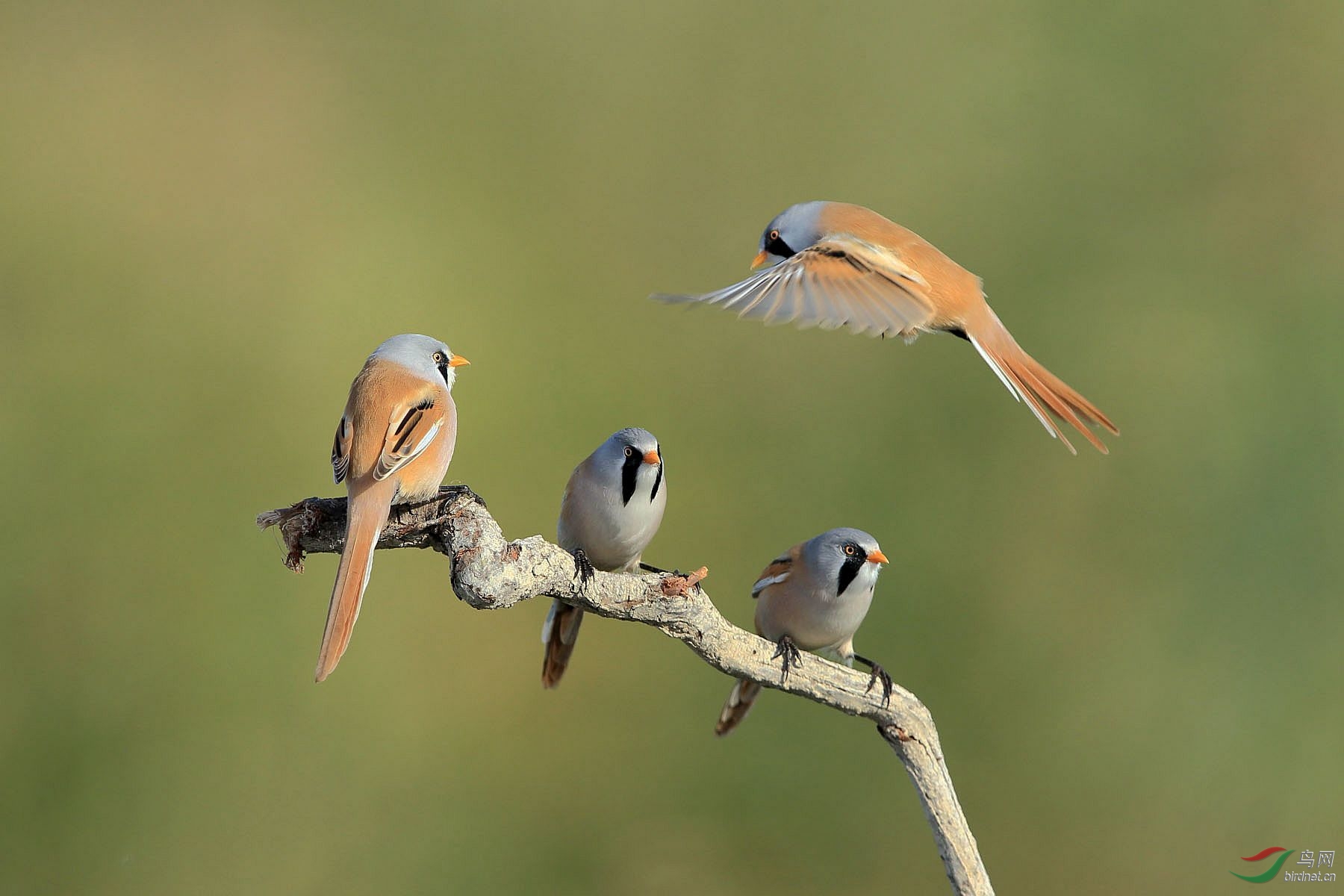(文须雀)文须雀!