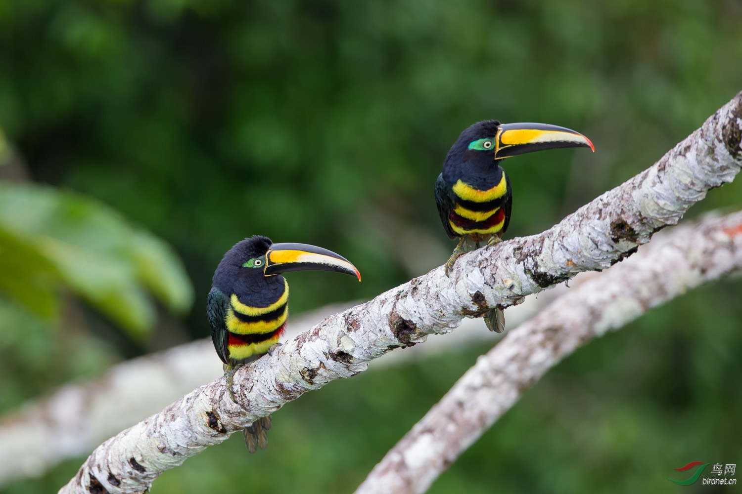 14-many-banded aracari.jpg