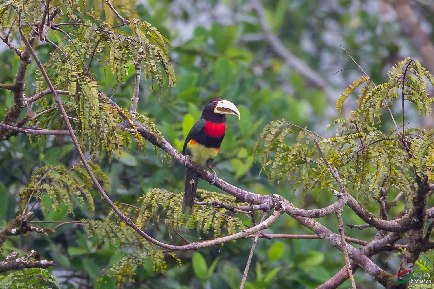 巨嘴天堂-厄瓜多尔观鸟行之巨嘴鸟篇