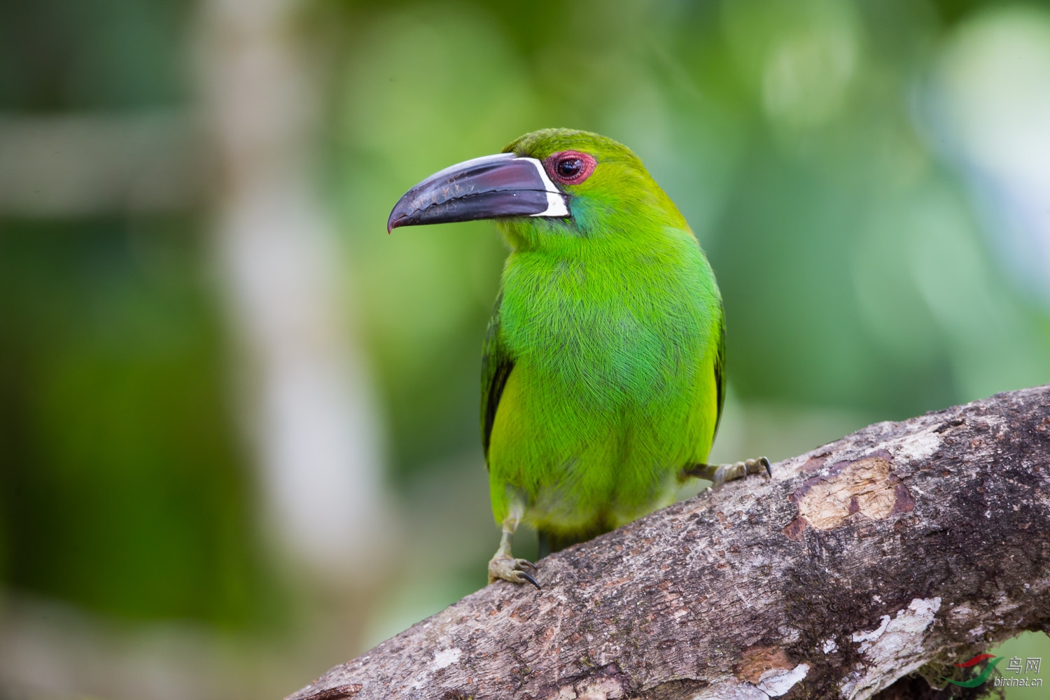 巨嘴天堂厄瓜多尔拍鸟行之巨嘴鸟篇
