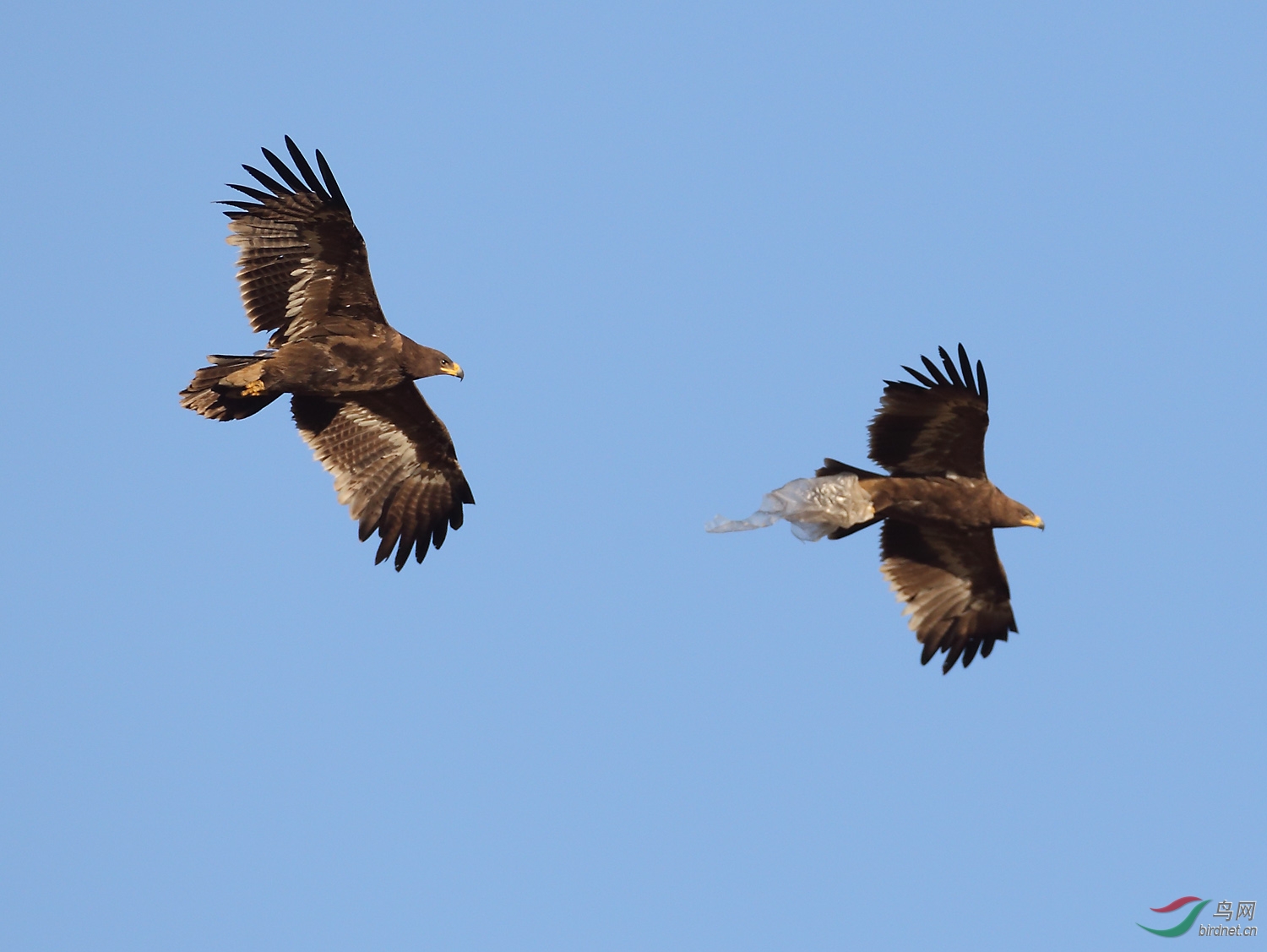 草原雕空中打斗