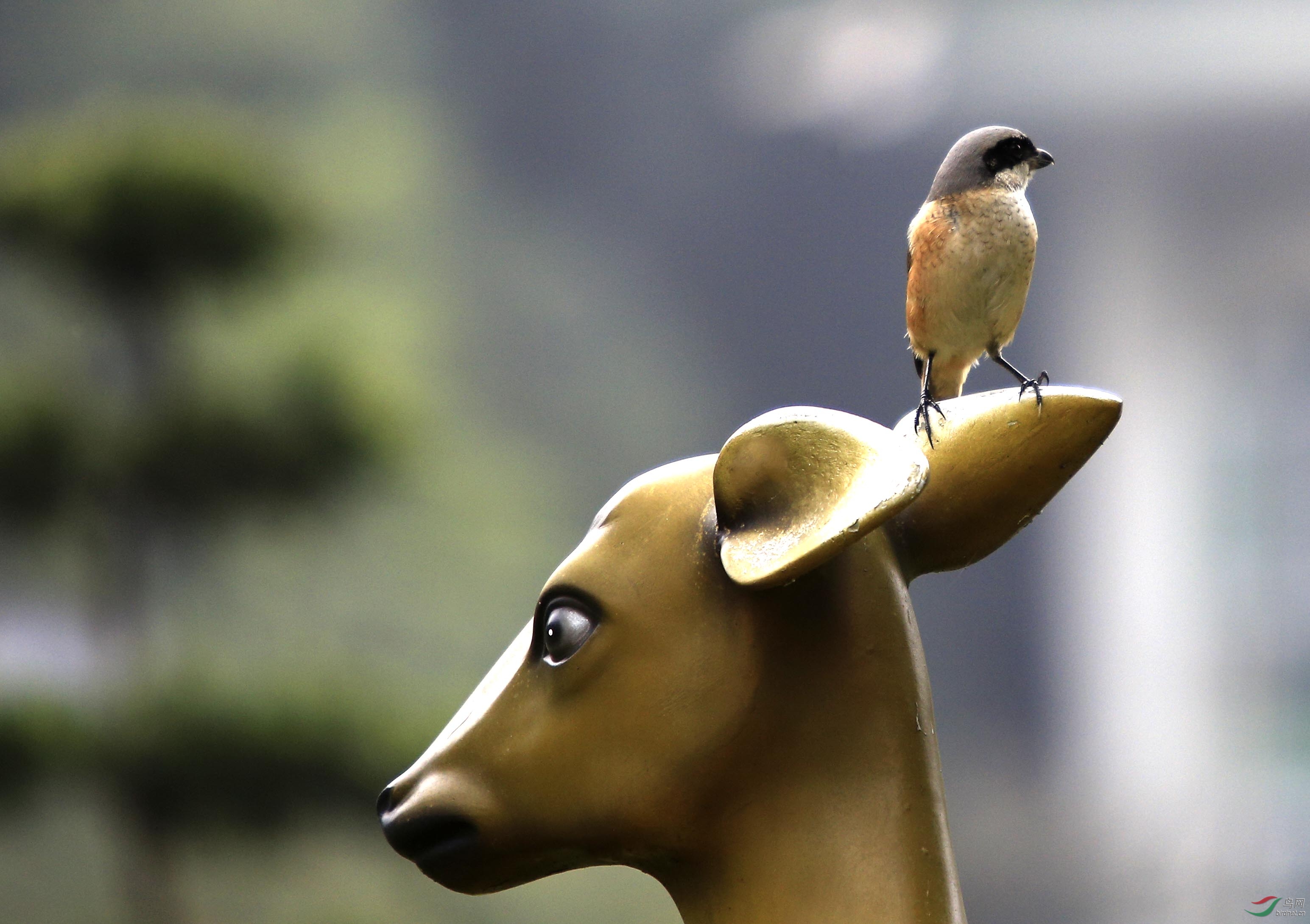 鹿耳上的伯劳(3)