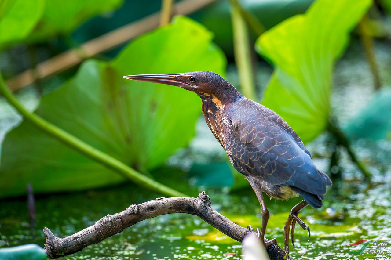 黑鳽