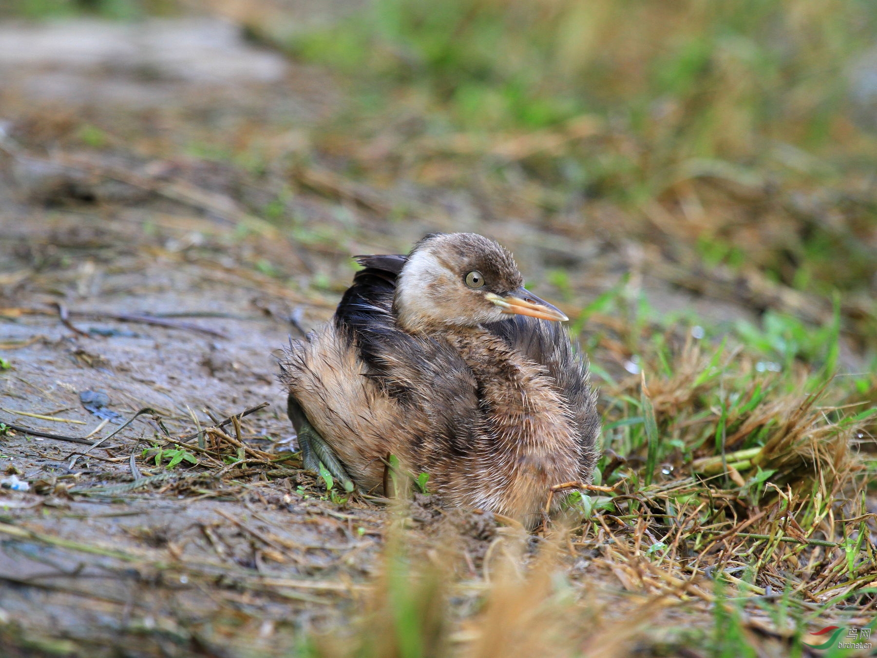 美丽的大脚-小䴙䴘