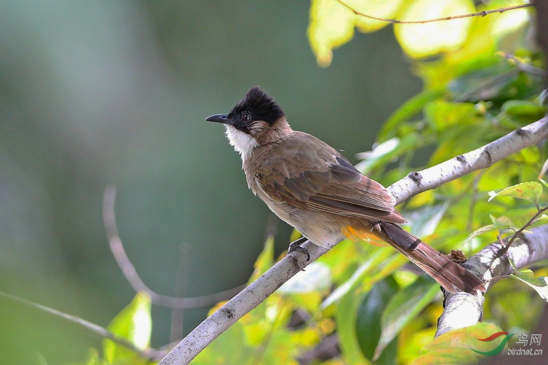 黄臀鹎等几种昆明地区常见的鹎科的鸟