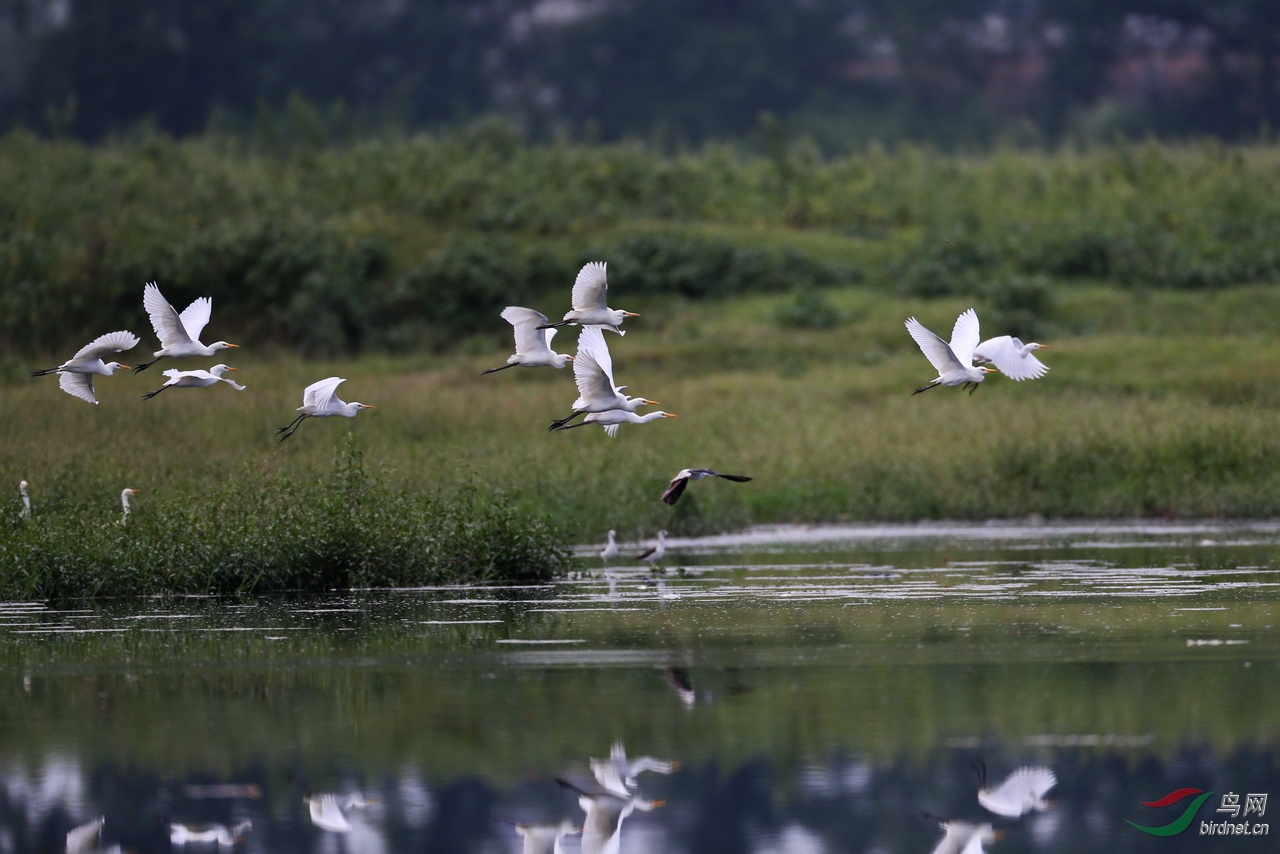 青山绿水间,白鹭飞起来(一组白鹭追拍) - 游禽和涉禽 鸟网