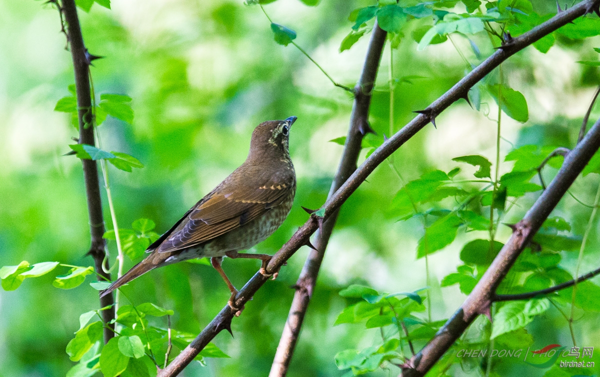 小洋口林鸟白眉地鸫